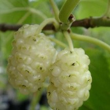 White Mulberry Bush Seeds Morus alba 50 Seeds Fresh Seeds USA - $13.98