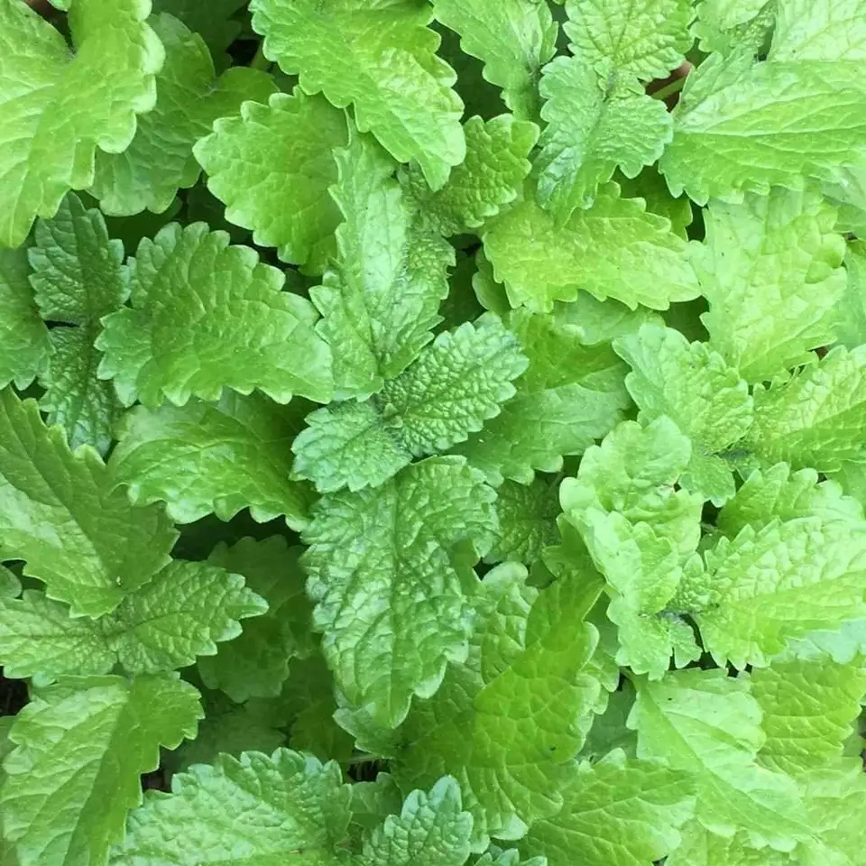Lemon Balm Herb Perrenial Mosquito Insect Repellent 500 Seeds - £7.50 GBP