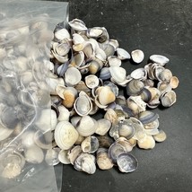 500g violet cay cay shells for beach decoration and crafts - $20.94