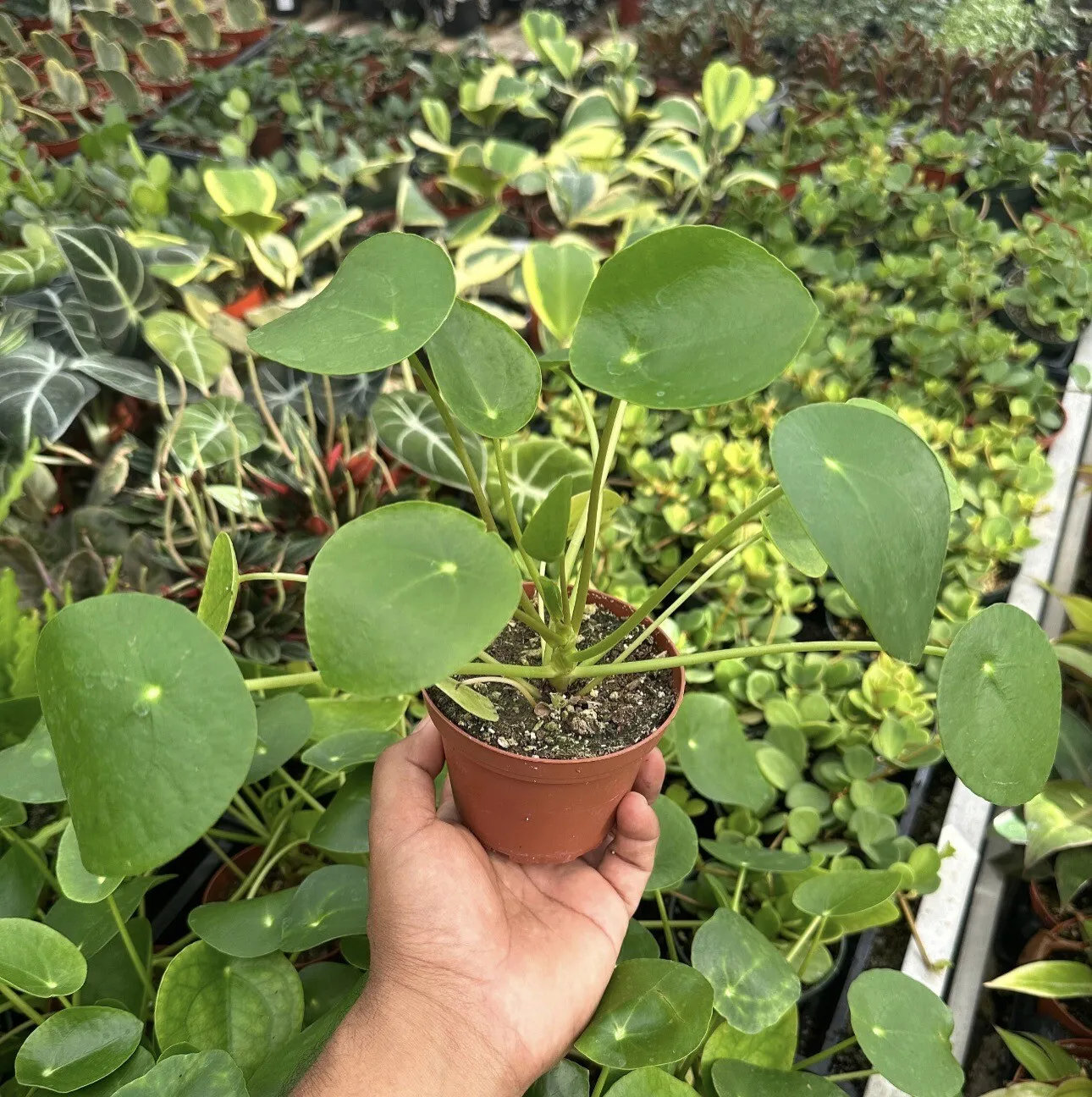 4&quot; Pot Pilea peperomioides (Chinese money plant / Pancake plant / UFO plant) - £39.31 GBP