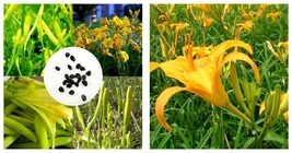 Day Lily Flower Vegetables, 40 seeds, tasty edible Chinese vegetables - £11.98 GBP