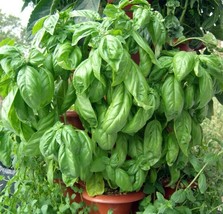 Grow In US 200 Sweet Basil Seeds Heirloom Non-Gmo Always For Your Garden - £5.96 GBP