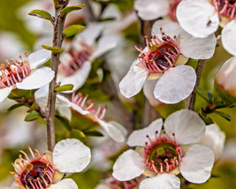 FA Store 100 Manuka Tea Tree Seeds Medicinal Tea Bush Honey New Zealand - £7.90 GBP