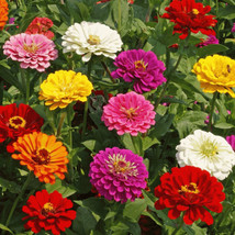KKG California Giant Mix Zinnia Seeds Huge Rainbow Multi Colorful Fresh ... - $7.89