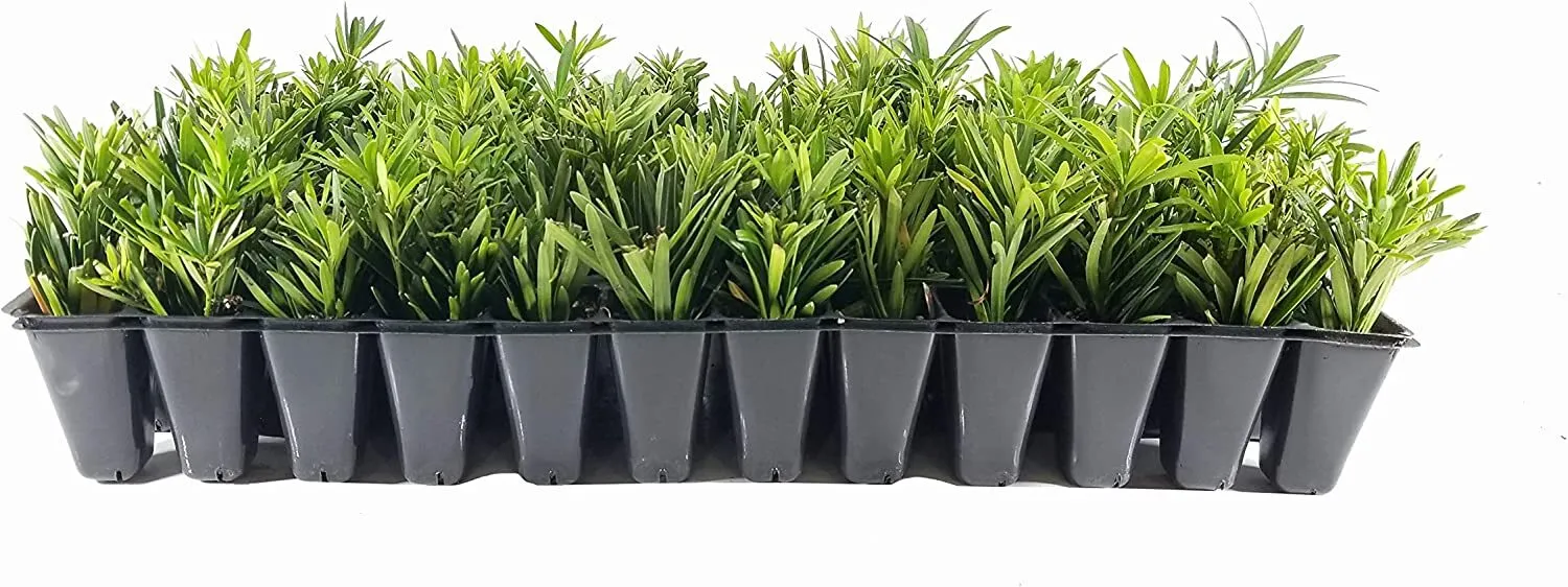 Dwarf Podocarpus Macrophyllus Pringles Live Plants Dense Low Hedge - £32.21 GBP
