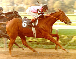 DVD - AFFIRMED &amp; SPECTACULAR BID &#39;79 Jockey Club Gold Cup - ENTIRE BROAD... - $44.99