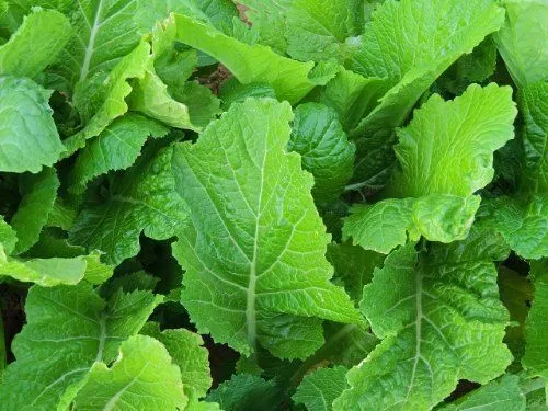 Mustard Florida Broadleaf Great Vegetable Bulk 120,000 Seeds Garden Fresh USA Sh - $28.89