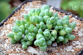SRN Antimima Envoluta J Living Stone Rock Mesembs Pebble Cactus Seeds 15... - $20.04