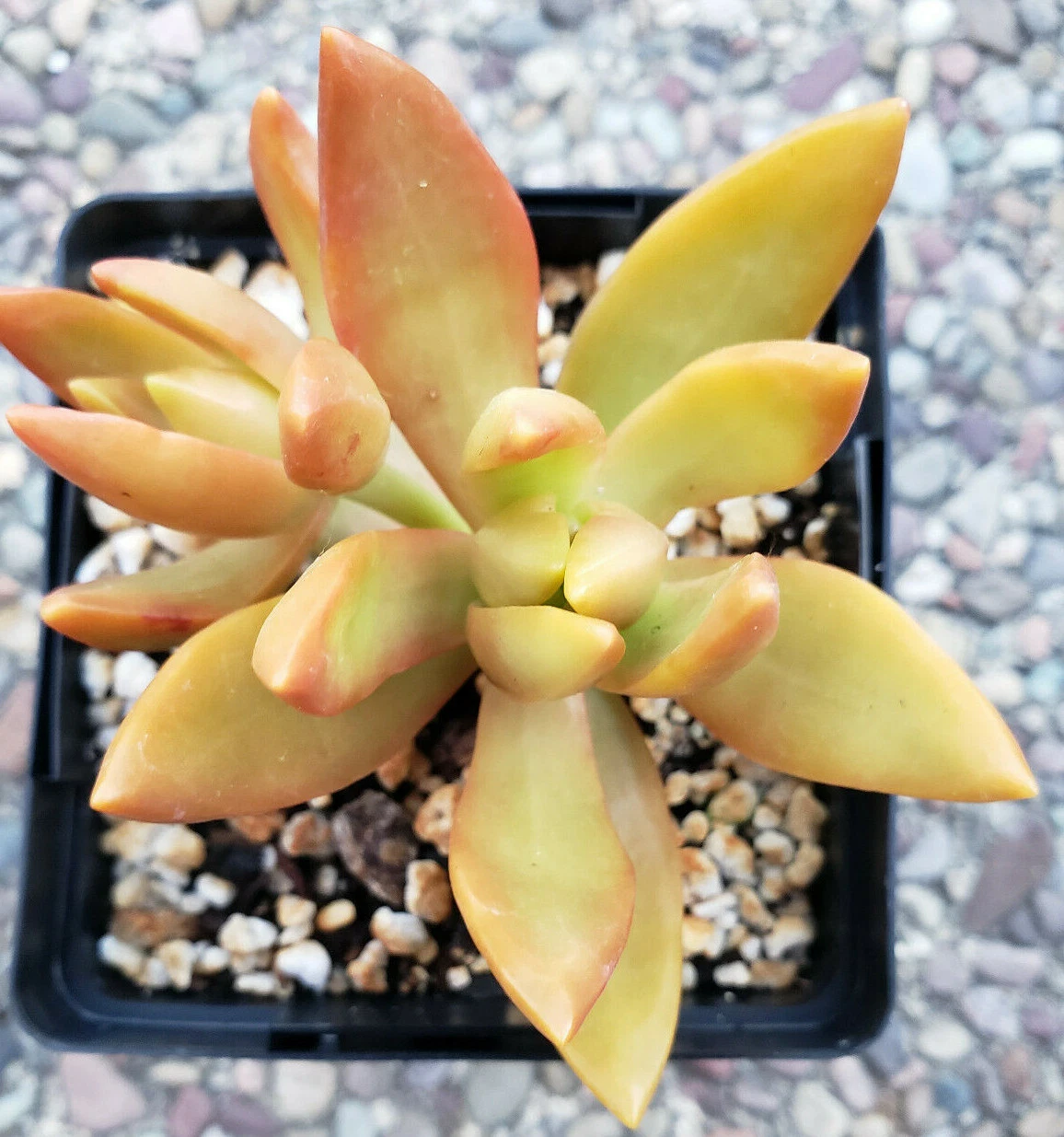 2 X SEDUM ADOLPHII &quot;GOLDEN GLOW&quot; - GOLDEN SEDUM - 3&quot; DIAMETER ROOTED PLANTS - $24.30