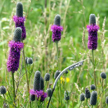 Purple Prairie Clover Seeds 250+ Native Wildflower Perennial From US - £6.81 GBP