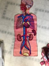 Human Body Food Groups Pre-cut Flannelboard Anatomy Figures Little Folks Visuals - $65.44