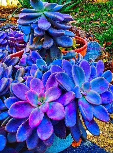 Blue Succulents Witchford Lithops Seeds. Cactus Seeds. 100pcs/pack
