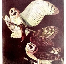 Barn Owl Bird Lithograph 1950 Audubon Antique Art Print DWP6B - £27.72 GBP