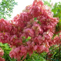 USA SELLER Double Pink Mussaenda Starter Plant Aka The Tropical Dogwood ... - $99.98