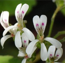 5 Seeds Pelargonium Odoratissimum Peppermint - Apple-Rose-Scented Geranium Beaut - $11.00