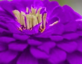 35 Purple Prince Zinnia Elegans Flower Seeds - £13.19 GBP