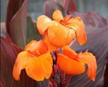 Canna Lily WYOMING Giant 2 Live Flower Plant Bulb - £15.22 GBP