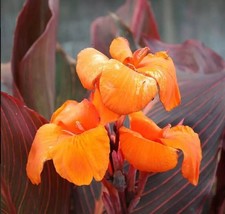 Canna Lily WYOMING Giant 2 Live Flower Plant Bulb - $18.95
