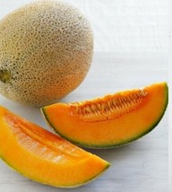 BEST 25 Seeds Easy To Grow Rocket Melon Fast Growing Sweet Tasting Farm - £7.91 GBP