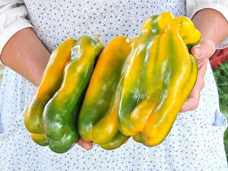 Yellow Monster Sweet Pepper Seeds (20) / Florida Grown / Fantastic Flavo... - $12.39