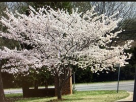 2 to 3 Ft Yoshino Cherry Blossom Tree Seedling Live Tree! - £26.00 GBP
