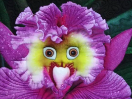 the World&#39;s Rarest Baby Face Orchid Perennial Flower Seeds - £9.25 GBP