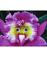 the World&#39;s Rarest Baby Face Orchid Perennial Flower Seeds - £9.20 GBP