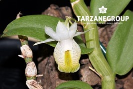 DENDROBIUM TRINERVIUM SMALL ORCHID POTTED - $33.00
