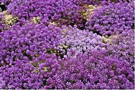 1500 Seeds Purple Dwarf Sweet Alyssum Flower &quot;Royal Carpet&quot; Groundcover/Baskets - £12.94 GBP