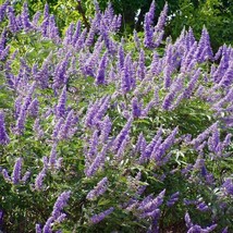 Chaste Tree Seeds Vitex Agnus Chastus Packet Of 10 Seeds USA SELLER Fast Shippin - £13.85 GBP