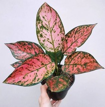 Aglaonema Lady Valentine By Ship DHL Expres - £43.96 GBP