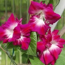 25+ Ipomoea Sunrise Serenade Morning Glory Flower Seeds Perenn - £7.78 GBP