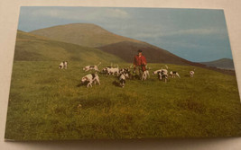 Vintage Postcard Unposted Dogs  Man With Dogs In Field - $1.79