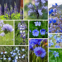 200 Blue Wildflower Seed Mix  Seeds Organic Ships Free - $3.16