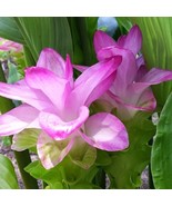 Curcuma Zedoaria Pink Wonder Beautiful Ginger 1 Rhizome Garden USA SELLER - $37.98