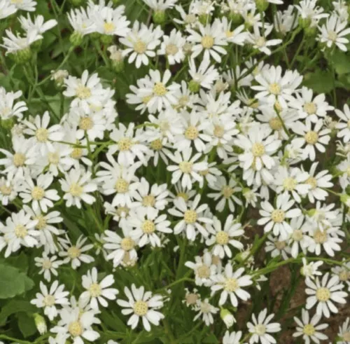 200 Seeds Aster White Upland Perennial Xeriscape Full Sun Fall Blooms Non-Gmo US - $9.92