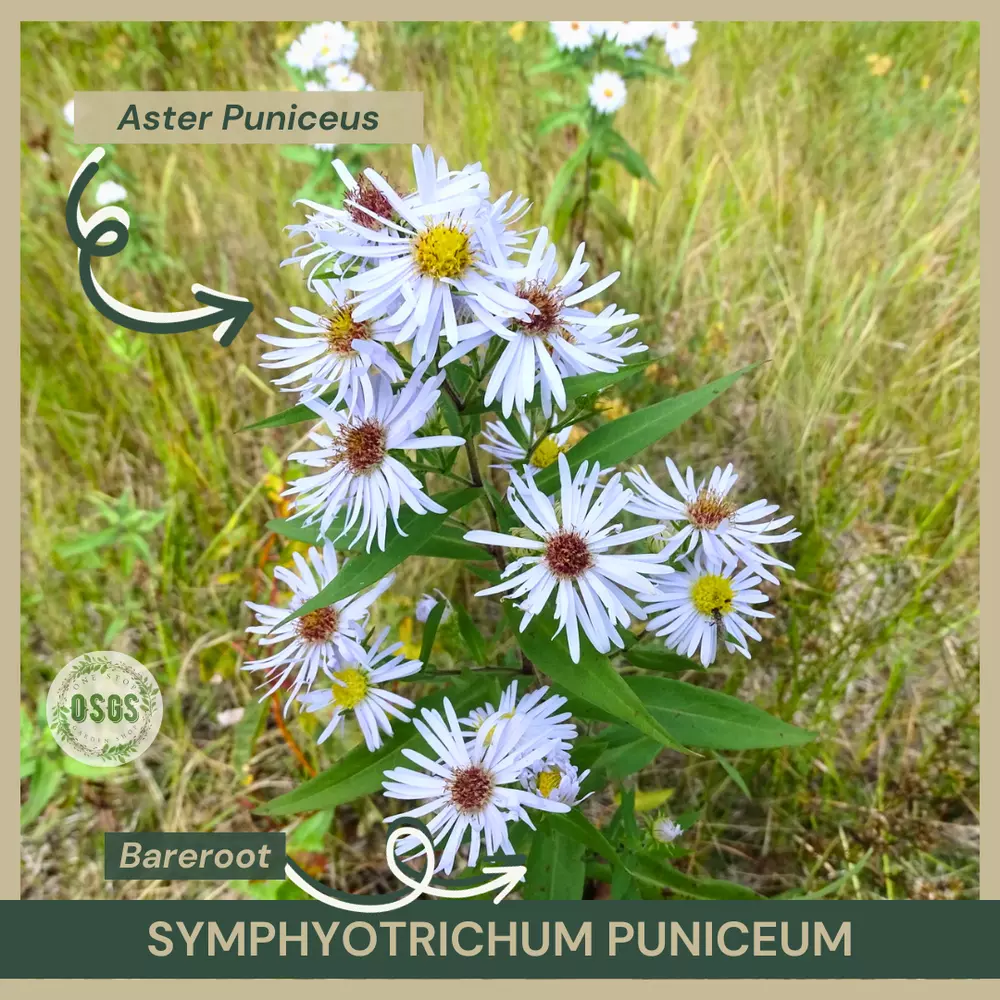 Bareroot Symphyotrichum puniceum Aster puniceus Purplestem Aster Native - $21.74
