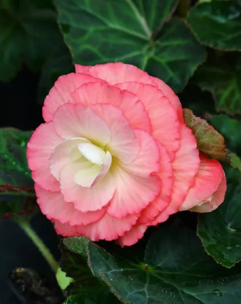 Begonia Seeds Fortune Salmon Rose 15 Pelleted Seeds Fresh New - £9.80 GBP