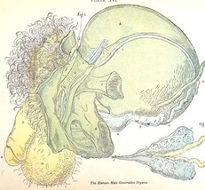 Male Reproductive Organs 1878 Victorian Medical Anatomy Color Print DWV6A - £39.86 GBP