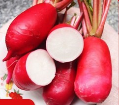 FA Store 500+China Rose Radish seeds Red Daikon Winter Radish Microgreens Sprout - £7.18 GBP