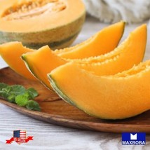 40 Cantaloupe Hales Best Jumbo Melon Seeds Gardening Fresh USA SELLER - $15.00