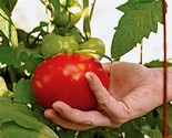 Better Girl Tomato Vegetable Garden Planting Tomatoes Usa 50+ seeds - $7.26
