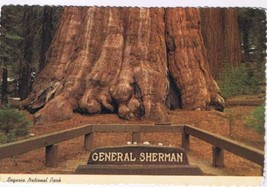 California Postcard General Sherman Tree Sequoia National Park - £2.36 GBP