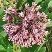 Common Milkweed Seeds 30+ Asclepias Native PERRENIAL - $4.27