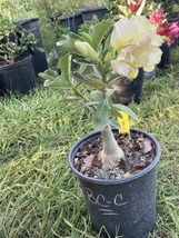 Adenium Obesum Desert Rose Grafted Plant BCC - £27.31 GBP