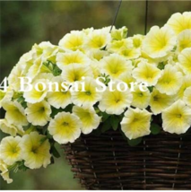 100  pcs Petunia Bonsai Four Seasons Can Be Planted Perennial Flowers Planting I - £5.49 GBP