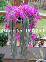 100 Seeds Climbing Plant Echinopsis Tubiflora Flowering Cactus Bonsai Plant T2 G - £3.56 GBP