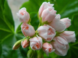 Geranium Light Peach Pink Ball Flower, 10 Seeds - £9.55 GBP