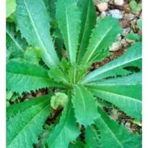 LIVE PLANT Lactuca Virosa Wild Lettuce poppy Wild Grown Organic Pain Relief USA - £45.82 GBP