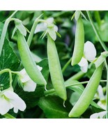 LKS Sugar Ann Snap Pea Seeds Early And Compact Heirloom Non-Gmo Home Garden - $9.33